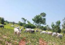 Troops Foil Farmland Invasion in Makurdi, Arrest Two Herders as Army Tightens Harvest-Season Security